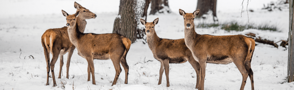 Deer At Richmond Park